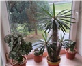 Pachypodium lamerei